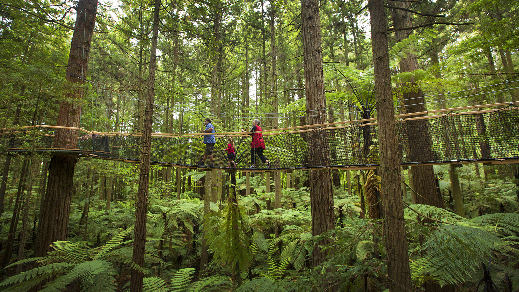 Credit-Redwoods-Treewalk_Pete_0055cp-(1).jpg Credit-Redwoods-Treewalk_Pete_0055cp-(1).jpg